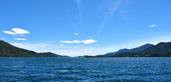 Pelorus CrailBay 35 Bright