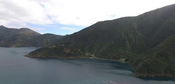 Pelorus Waitata Bay Camp Bay 03 Bright