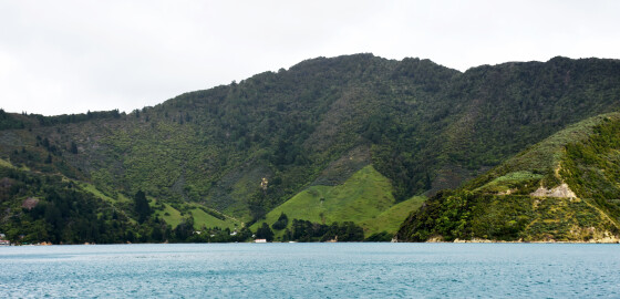 Pelorus WilsonsBay 16 Bright