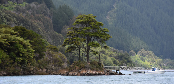 Pelorus YncycaBay 57 Bright
