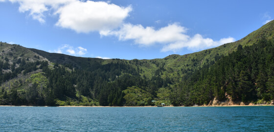 QCS WhareungaBay 15 Bright