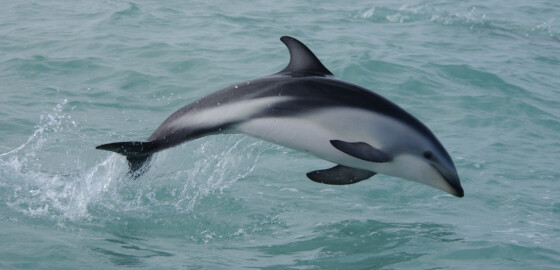 Dusky dolphin taken by Jody Weir